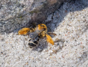Pragtbuksebi - Dasypoda hirtipes - Hun, , Fotograf Claus Bach.