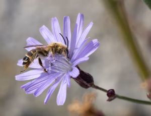 Pragtbuksebi - Dasypoda hirtipes - Han, , Fotograf Claus Bach.