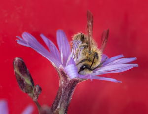 Pragtbuksebi - Dasypoda hirtipes - Han, , Fotograf Claus Bach.