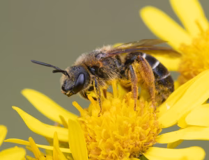 Skovvejbi - Halictus rubicundus - Hun, , Fotograf Claus Bach.
