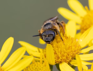 Skovvejbi - Halictus rubicundus - Hun, , Fotograf Claus Bach.