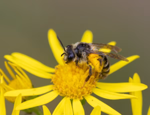Tandet jordbi - Andrena denticulata - Hun, , Fotograf Claus Bach.