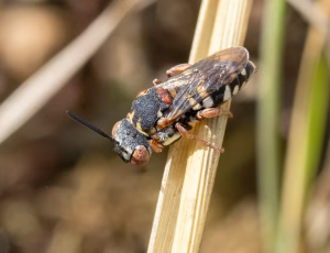 Smal filtbi - Epeolus variegatus - Hun, , Fotograf Claus Bach.