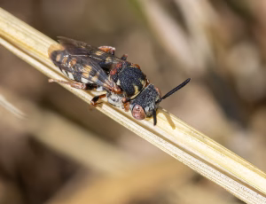 Smal filtbi - Epeolus variegatus - Hun, , Fotograf Claus Bach.