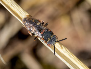 Smal filtbi - Epeolus variegatus - Hun, , Fotograf Claus Bach.