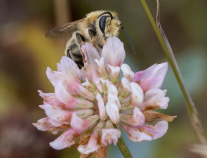 Lucernebi - Melitta leporina - Hun, , Fotograf Claus Bach.