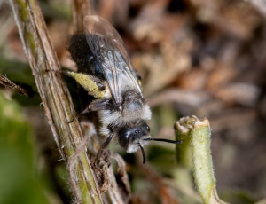 Sorthvid jordbi - Andrena cineraria - Hun, , Fotograf Claus Bach.