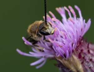 Moskussmalbi - Lasioglossum calceatum - Han, , Fotograf Claus Bach.