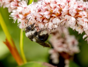 Sorthvid jordbi - Andrena cineraria - Hun, , Fotograf Claus Bach.