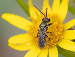 Metalsmalbi - Lasioglossum morio - Han, , Fotograf Claus Bach.