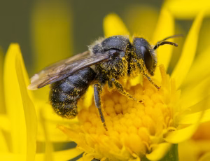 Sort panserbi - Stelis phaeoptera - Han, , Fotograf Claus Bach.