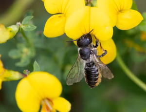 Rosenbladskærerbi - Megachile centuncularis - Hun, , Fotograf Claus Bach.