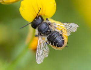 Rosenbladskærerbi - Megachile centuncularis - Hun, , Fotograf Claus Bach.