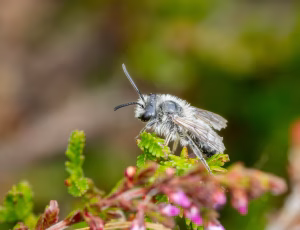 Lyngjordbi - Andrena fuscipes - Han, , Fotograf Claus Bach.