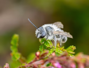 Lyngjordbi - Andrena fuscipes - Han, , Fotograf Claus Bach.