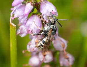Hedefiltbi - Epeolus cruciger - Han, , Fotograf Claus Bach.