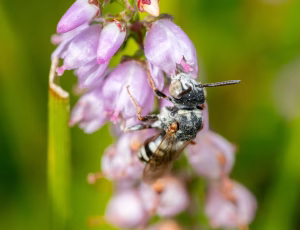 Hedefiltbi - Epeolus cruciger - Han, , Fotograf Claus Bach.