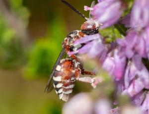 Hedefiltbi - Epeolus cruciger - Hun, , Fotograf Claus Bach.