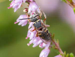 Hedefiltbi - Epeolus cruciger - Hun, , Fotograf Claus Bach.
