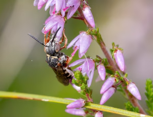 Hedefiltbi - Epeolus cruciger - Hun, , Fotograf Claus Bach.
