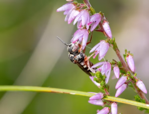 Hedefiltbi - Epeolus cruciger - Hun, , Fotograf Claus Bach.