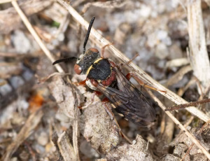 Hedefiltbi - Epeolus cruciger - han, , Fotograf Claus Bach.