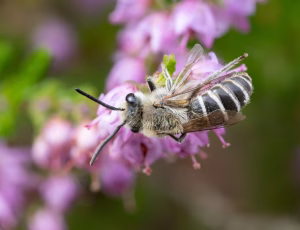 Lyngsilkebi - Colletes succinctus - Han, , Fotograf Claus Bach.