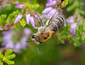 Lyngsilkebi - Colletes succinctus - Hun, , Fotograf Claus Bach.