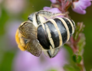 Lyngsilkebi - Colletes succinctus - Hun, , Fotograf Claus Bach.