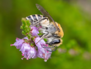 Lyngsilkebi - Colletes succinctus - Hun, , Fotograf Claus Bach.