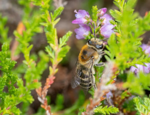 Lyngsilkebi - Colletes succinctus - Hun, , Fotograf Claus Bach.