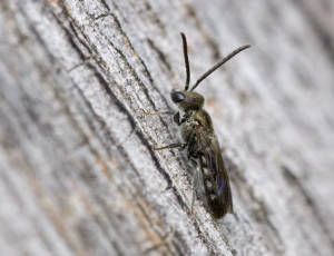 Metalsmalbi - Lasioglossum morio - Han, , Fotograf Claus Bach.