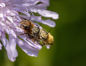 Kurvmurerbi - Osmia leaiana, , Fotograf Claus Bach.