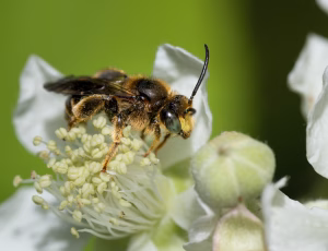 Hvidbenet oliebi - Macropis europaea - Han, , Fotograf Claus Bach.