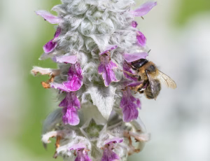 Galtetandvægbi - Anthophora furcata - Hun, , Fotograf Claus Bach.