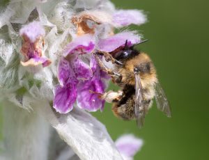 Galtetandvægbi - Anthophora furcata - Hun, , Fotograf Claus Bach.