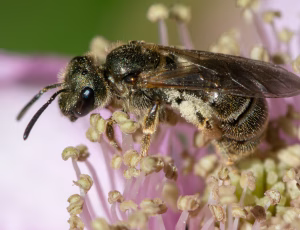Bronzevejbi - Halictus tumulorum - Hun, , Fotograf Claus Bach.