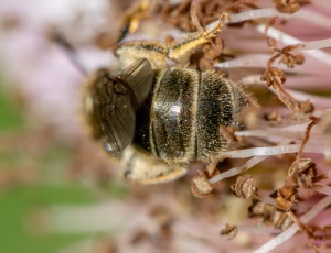 Bronzevejbi - Halictus tumulorum - Hun, , Fotograf Claus Bach.