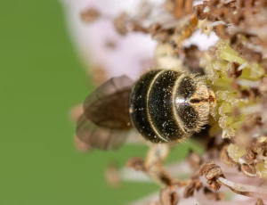 Bronzevejbi - Halictus tumulorum - Hun, , Fotograf Claus Bach.