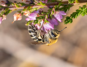 Lyngsilkebi - Colletes succinctus - Hun, , Fotograf Claus Bach.