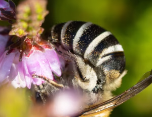 Lyngsilkebi - Colletes succinctus - Hun, , Fotograf Claus Bach.